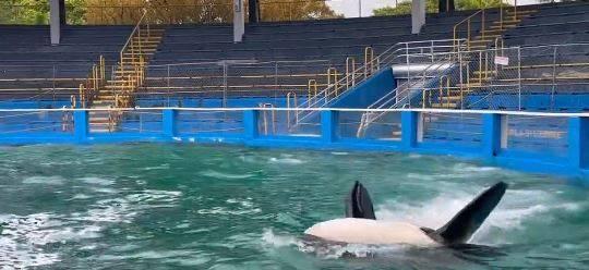 <p>ABD’nin Florida eyaletindeki bir su parkında bulunan 56 yaşındaki katil balina Lolita’nın, 50 yıldan fazla esaret altında kaldıktan sonra iki yıl içinde doğal yaşam alanı olan Pasifik Okyanusu’na bırakılacağı açıklandı.</p>
