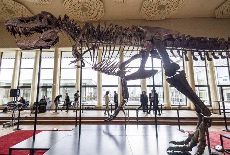 <p>Günümüzden yaklaşık 70 milyon yıl önce yaşayan üç T-Rex'in kemiklerinden oluşturulan dinozor iskeleti İsviçre'de müzayedeye çıkıyor. Oldukça nadir olduğu belirtilen, 4 metre yüksekliğe ve 12 metre uzunluğa sahip fosilin 5 milyon (104 milyon lira) ile 8 milyon İsviçre frangı (167 milyon lira) arasına satılması bekleniyor.</p>
