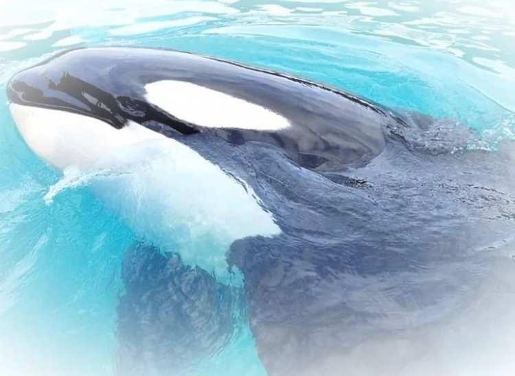 <p>Toki ve Tokitae adlarıyla da bilinen Lolita’nın, esaret altındaki yaşlı katil balinalardan biri olduğu ve uzun yıllar su tankında yaşadığı için doğal ortamına dönmesinin zaman alacağı belirtildi.</p>
