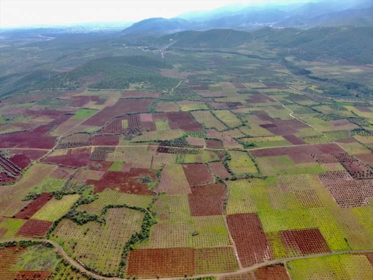 <p>Arık, bakım yaptığı için iyi verim aldığını ifade ederek, "Yılda 2-3 ton üzüm alıyorum. Burası Hassa'nın Bağarası bölgesi ve çok üzüm yetiştirilir." dedi.</p>
