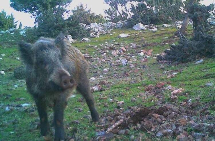 <p>Paşalı, "Özellikle doğada gördükleri yaban hayvanlarının yavrularını alarak, yuvalarından etmesinler. Çünkü anneleri yakında olabilir.</p>

<p> </p>
