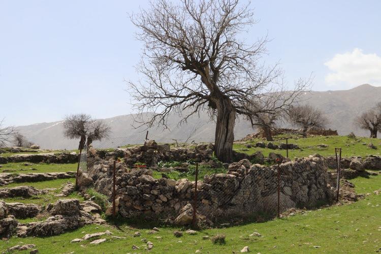 <p>Siirt'te endemik bir tür olan ve halk arasında "ağlayan gelin" veya "hüzün çiçeği" diye bilinen ters laleyi koparanlara 244 bin 315 lira ceza uygulanacak.</p>

<p>Doğa Koruma ve Milli Parklar Siirt Şube Müdürlüğünden yapılan açıklamada, ters lalelerin korunmasına yönelik çalışmaların sürdüğü belirtildi.</p>
