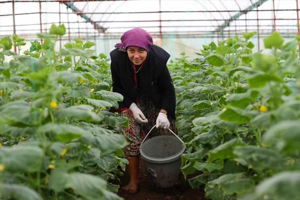 <p>Tunahan Topaktaş da ailecek serada hasat mesaisine başladıklarını aktardı.</p>

<p> </p>
