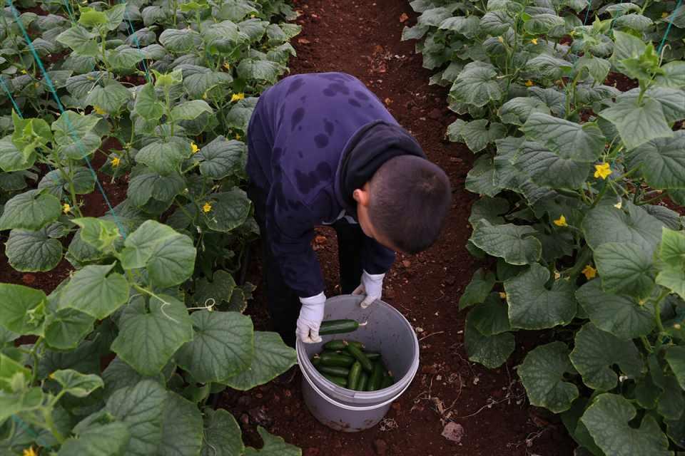 <p>"Asrın felaketi" olarak nitelenen 6 Şubat'taki depremlerin merkez üssü Kahramanmaraş'ta, salatalık yetiştiricilerinin hasat telaşı başladı.</p>

<p> </p>
