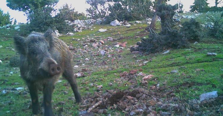 <p>Manisa’da da kurulan 43 fotokapana bir çok canlı türü yakalandı. Fotokapanlarla ilgili bilgi veren Avcılık ve Yaban Hayatı Şube Müdürü Vekili Hasan Paşalı, “Yaban hayatının fotokapanlarla izlenmesi çalışmalarıyla; türlerin yayılış ve hakimiyet (teritori) alanlarını tespit etmek, varlık-yokluk sörveyleri yapmak, türler arası ve tür içi etkileşimleri belirlemek, popülasyondaki özel bireyleri tespit etmek, türlerin habitat tercihlerini belirlemek, tür çeşitliliğini belirlemek, türe göre mekansal alan tespiti, hedef türün mevsimsel ve günlük aktivitelerinin izlemek, popülasyon büyülüğü tespit etmek gibi bir çok konuda araştırmalar yapılmaktadır. </p>
