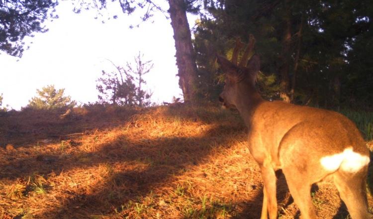 <p>Bölge müdürlüğü genelinde 348 adet fotokapanlarla izleme çalışmaları sürdürülmektedir. Bu fotokapanların 43 adeti Manisa ilinde kurulu bulunmaktadır. </p>
