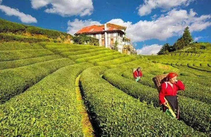 <p><strong>RİZE</strong></p>

<p>Erkek: 75.3</p>

<p>Kadın: 83.7</p>

<p>Genel Ortalama: 79.6</p>
