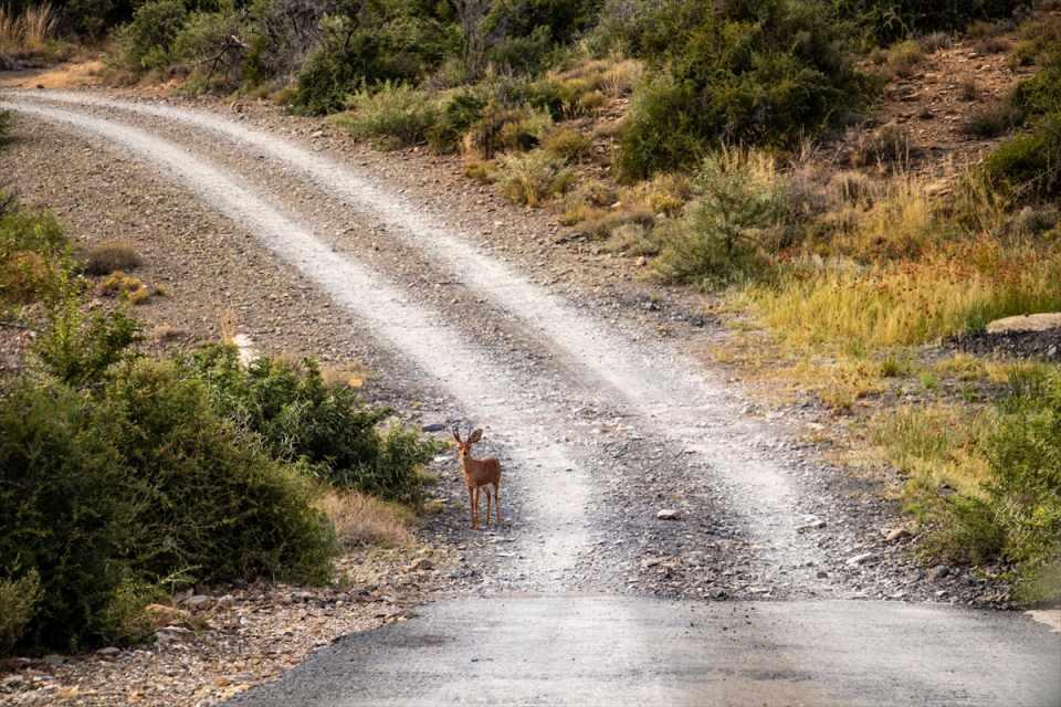 <p>Karoo'daki en büyük ve en eski yerleşim yeri olan Graaff-Reinet bu açıdan Güney Afrika'nın en çok ulusal anıta sahip olan şehri olma unvanını taşıyor.</p>