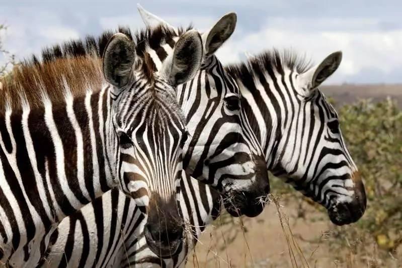<p><strong>ZEBRALARIN ÇİZGİLERİ NE İŞE YARIYOR?</strong></p>
<p>Bilim insanları zebraların çizgilerinin ne işe yaradığı sorusuna Charles Darwin zamanından beri, yaklaşık 150 yıldır yanıt arıyor.</p>
<p>İngiltere'nin Bristol Üniversitesi'nde yapılan araştırma zebraların çizgilerinin ölümcül hastalıklar taşıyan at sineklerinin üzerlerine konmasını engellediğine işaret ediyor.</p>