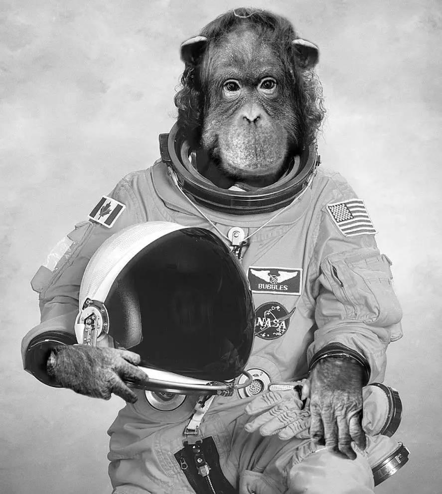 <p><strong>UZAYDAKİ İLK HAYVAN HANGİSİDİR?</strong></p>

<p>Meyve sineği. Küçücük astronotlar bir miktar tahıl tohumuyla birlikte Amerikan V2 roketine bindirildi ve 1946 Temmuz’unda uzaya fırlatıldılar. Yüksek irtifada patlamanın radyasyon üzerine etkisini test etmeye alışkındılar.</p>

<p> </p>
