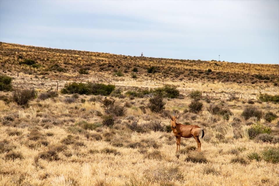 <p><strong>Johannesburg'dan Cape Town'a kara yolculuğu Karoo'dan geçiyor</strong></p>
<p>Güney Afrika'nın orta ve batı kısımlarında bulunan Karoo, yaklaşık 400 bin kilometrelik yüz ölçümüyle ülkenin kabaca üçte birini kaplıyor. Bu aynı zamanda Türkiye yüz ölçümünün yarısından büyük bir alana denk geliyor.</p>