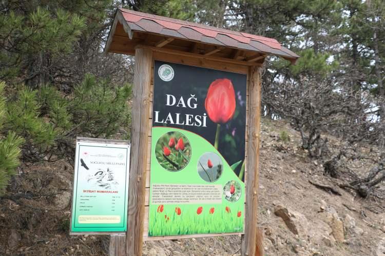 <p>Kızılcahamam'da eğimli dik andezit kayaçların olduğu yerlerde yetişen dağ lalesi Türkiye’nin endemik bitki Türleri Listesi’nde yer alıyor. </p>