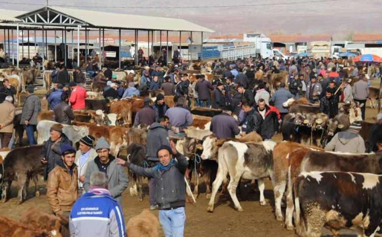 <p>Sivas İl Tarım ve Orman Müdürlüğü sevindiren haberi verdi. İl Müdürlüğü tarafından yapılan açıklamada, iller arası büyükbaş hayvan sevklerinde sevk edilecek büyükbaş hayvanların SAT-2 serotipini içeren aşı ile aşılanmış ve aşılama tarihinden 21 gün geçmiş olması gerektiği belirtildi.</p>
