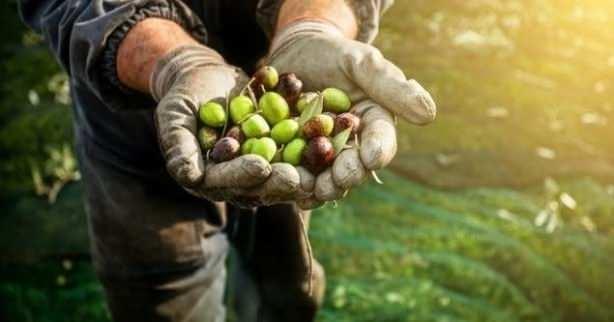 <p><span style="color:#800000"><strong>Karatay açıklamalarında şu ifadelere yer verdi: Turp yerseniz, turp gibi olursunuz. Beyaz peynir yanına 30-40 zeytin koyun.</strong></span></p>

<p> </p>
