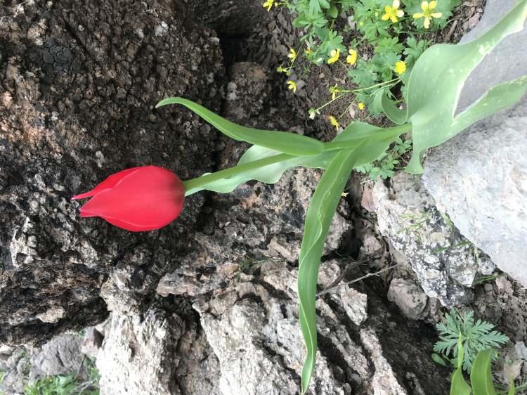 <p>Sason İlçe Tarım ve Orman Müdürü Eyüp Aktaş da, Türkiye’nin birçok ilinden gelen fotoğraf sanatçılarını ağırlamanın mutluluğunu yaşadıklarını kaydetti. </p>