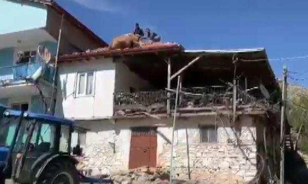 <p>Şuhut ilçesine bağlı Balçıkhisar köyünde hayvanlarını otlatmak için ahırdan çıkaran Mehmet Karakuzu’nun bir ineğe dağın yamacına bitişik olan komşu evin çatısına çıktı. Çatının ucuna gelince düşme tehlikesi yaşayan inek, orada mahsur kaldı. Durumu fark eden köylüler, çatıdan ipler ve zincirlerle indirdiği ineği sahibine teslim etti.</p>