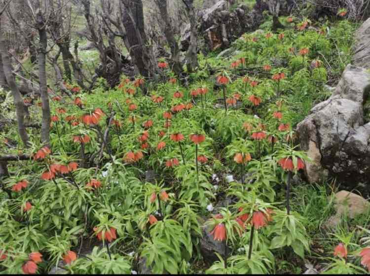 <p>Doğa fotoğrafçılarından Hulki Muradi, İHA muhabirine yaptığı açıklamada, yaklaşık 40 yıllık fotoğrafçı olduğunu, 2017 yılından beri de Türkiye’nin farklı bölgeleri ve dünyanın birçok ülkesine geziler düzenlediklerini söyledi.</p>

<p> </p>
