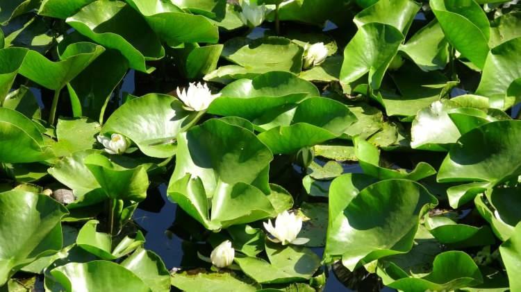 <p>Nilüfer Gölü, ekoturizme kazandırmak amacıyla bölgede bir orman parkı ve mesire alanı oluşturuldu. 2 dönüm büyüklüğündeki Nilüfer Gölü, eşsiz güzelliğiyle bölge turizmine katkı sunarken, `Lotus çiçeği` olarak da adlandırılan nilüfer çiçekleri gelenlerin ilgisini çekiyor.</p>

<p> </p>
