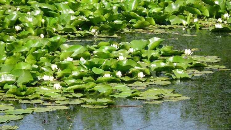 <p>Doğa harikası Nilüfer Gölü, geçtiğimiz yıllarda susuz kaldığı için kuruma tehlikesi yaşamış, Biga Belediyesi tarafından 880 metre uzunluğunda bir hat çekilerek göle su verilmişti. Düzenli olarak su takviyesi yapılan göl, kurumaktan kurtarıldı ve eskisi gibi yeşillenen yaprakların arasından açan nilüfer çiçekleriyle ziyaretçilerin beğenisini toplamaya başladı.</p>

<p> </p>
