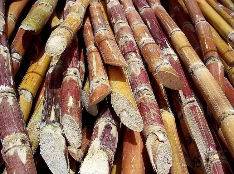 <p><strong>Birçok bitkilerde bulunan şekerin %70'i şeker kamışından üretilir. Türkiye'de ise şeker kamışı tarımı yapılmadığından şeker pancarından şeker elde edilmektedir.</strong></p>
