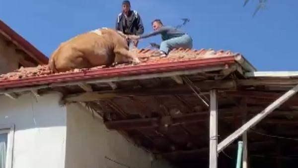 <p>Afyonkarahisar'ın Şuhut ilçesinde dağın yamacına bitişik olan evin çatısına çıkıp mahsur kalan inek, köylüler tarafından indirilerek, sahibine teslim edildi. O anlar, cep telefonu kamerasıyla görüntülendi.</p>