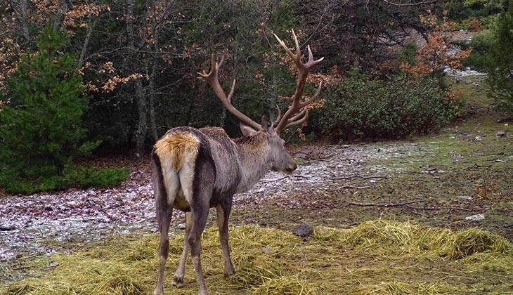 <p>Arazi şartlarında güvenliği sağlamak, yaban hayatını gözlemlemek ve türlerin gelişimini kayıt altına almak amacıyla kullanılan bir görüntüleme sistemi, vahşi yaşamdaki birbirinden ilginç anlara da tanıklık etti. </p>
