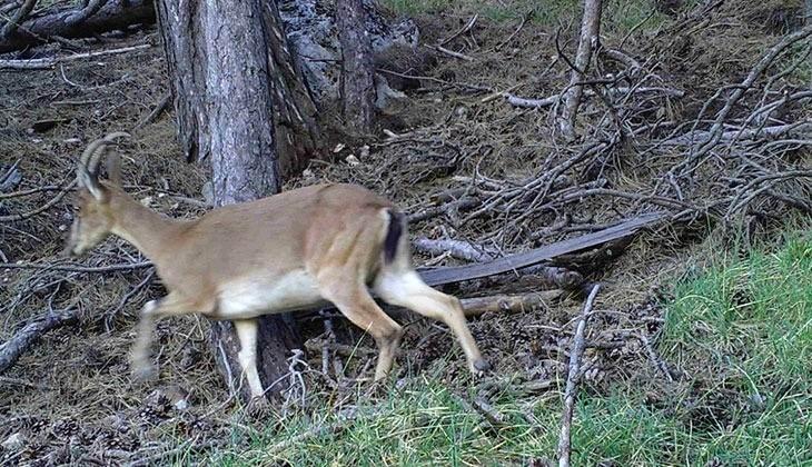 <p>Yaban hayatının şehrin farklı noktalarına ve özelliklede ormanlık alanlara kurulan fotokapanlara takılan görüntüleri, belgeselleri aratmadı. </p>