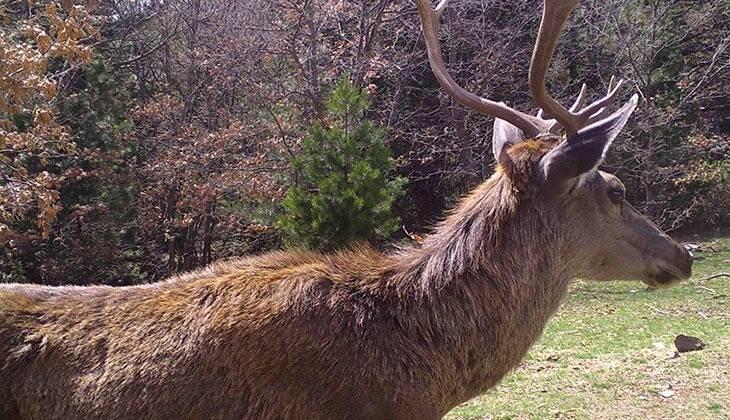 <p>Denizli’de kaçak avcılığın önüne geçmek, kota ve envanter çalışmaları yapmak amacıyla yaban hayvanı popülasyonunun yoğun olduğu bölgelere kurulan fotokapanlara kartpostallık görüntüler takıldı.</p>
