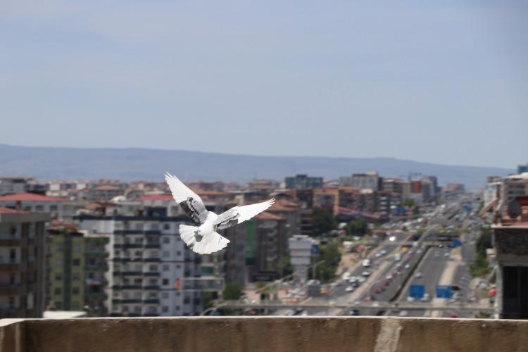 <p>Türkiye Güvercin Federasyonu Diyarbakır Şube Başkan Yardımcısı Serhat Çağlı, “Yarışmada saldığımız birçok kuşumuz, saldığımız yerden gelemedi. </p>