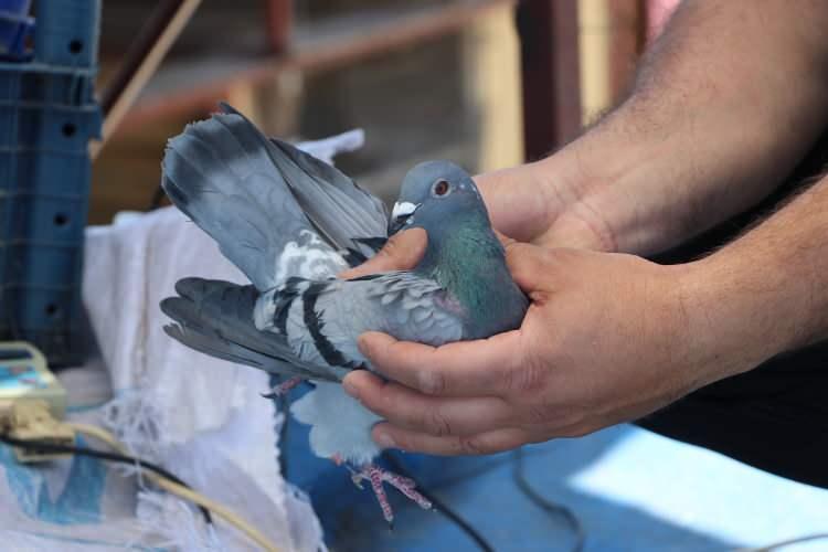 <p>Sonradan arkadaşlarımızın isteği, emeklerinin boşa gitmemesi, deprem bölgesindeki arkadaşlarımızın morali açısından onlarla birlikte koordineli bir şekilde yarıştırma kararı kaldık.</p>
