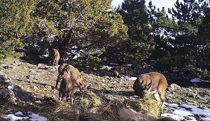 <p>Fotokapanlara katılan yırtıcı kuşlar, geyikler, yılkı atları, dağ keçileri ve göçmen kuşların görüntüleri, izleyenlerin büyük beğenisini aldı.</p>