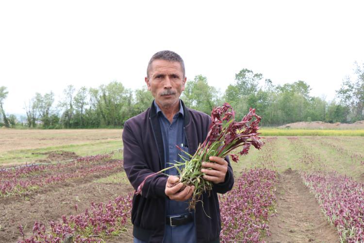 <p><strong>“Üretilen salep Türkiye'deki ihtiyacı karşılamıyor”<br />
​</strong><br />
Türkiye'nin salep ihtiyacının karşılanması ve ihraç edilebilmesi için daha çok salep üretilmesi gerektiğinin de altını çizen Karaman, “Son yıllarda salep yetiştirmek isteyen çiftçiler, yönetmeliğe takılıyor. Bu yılın sonunda yönetmelik düzenlemesi yapılacağı bizlere söylendi. </p>
