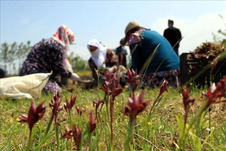 <p>Çoğaltma nedeniyle en fazla 10 tonu pazara inebilir. Türkiye piyasasını düşünürsek hem sıcak salep içiminde hem dondurmada kullanacak olursak yaklaşık yaş olarak 500 veya bin ton arasında üretim olması lazım” şeklinde konuştu.</p>
