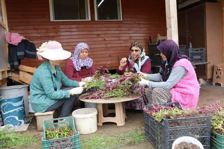 <p>O dönem 7 çiftçiyle birlikte başladığımız salep üretimini şu anda 150 çiftçiyle birlikte yapıyoruz. Samsun'da 60 dönüm alanda salep üretiliyor. Bunun çoğu çoğaltma amacıyla yapıldığından 6-7 yıldır salep üretenler sadece salep satımına geçebildiler.</p>
