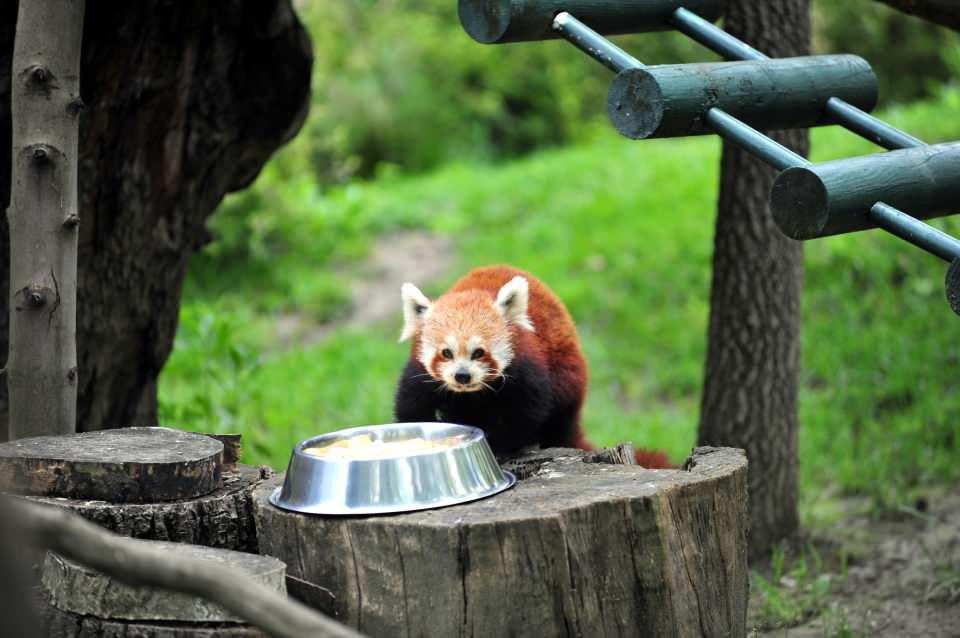 <p>Bakıcı Halil İbrahim Bayram, "Hayvanat bahçemizde 1 tane dişi panda bulunmaktaydı. Nesli tükenme tehlikesi altında olduğu için Macaristan'dan bir kızıl panda getirdik.</p>