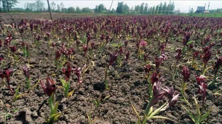 <p>Tamamen nemden oluşan bakterilerle, mikoriza mantarlarla yetiştiği kanıtlandı. Bu bölgelerde verim yüksekliği yaşıyoruz. Daha çok küçük alanda üretim yapan çiftçileri yönlendirmek amaçlı bunu biz tavsiye ediyoruz” diye konuştu.</p>
