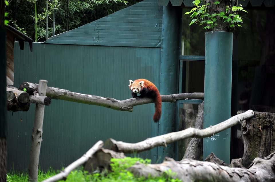 <p>Erkek kızıl pandamız geldi. Şu an karantina sürecini de tamamladı. Kendilerine ait alanda yaşıyorlar" dedi.</p>