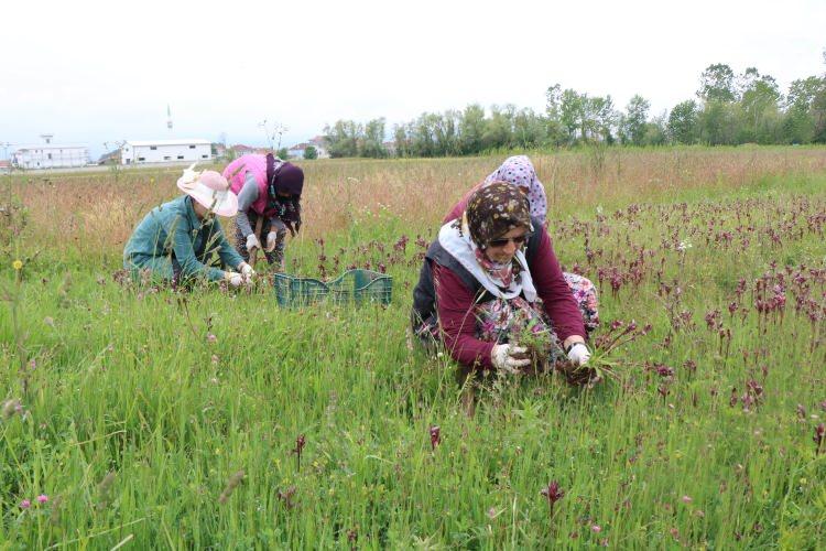 <p>Çiftçilerimiz son 2-3 yıldır para kazanmaya başladılar. Düzgün koşullar sağlandığında dekarda 200 bin adet fideniz olabiliyor. Salep çiçeklenme başlangıcından çiçeklenmenin kozaya dönüşe kadar hasat edilebiliyor. Hasatta çoğalan yumruları alıp, anaç fideyi yumrusuyla birlikte tekrar geri dikiyoruz. Böylece aynı alandan seneye daha fazla yumru elde ederiz” dedi.</p>
