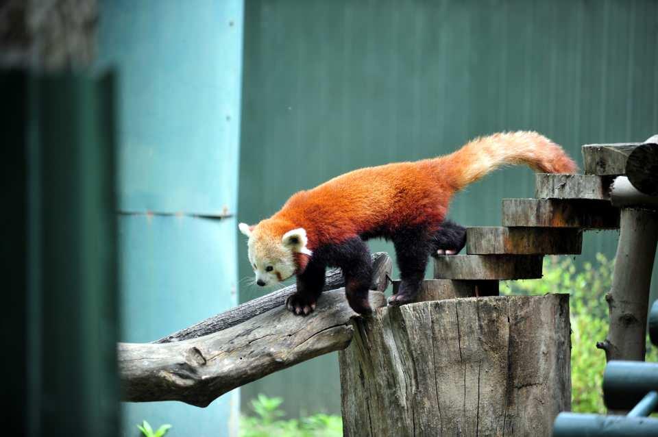 <p>Macaristan'ın Nyıregyhaza kentindeki Sosto Zoo'dan 1700 kilometrelik yolculuğun ardından Bursa'ya getirilen kızıl pandanın karantina süreci tamamlandı. </p>