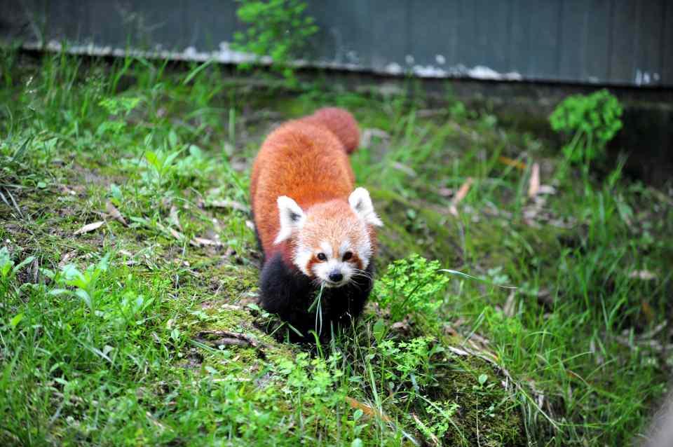 <p>Avrupa Hayvanat Bahçeleri ve Akvaryumlar Birliği'ne (EAZA) tam üye olan Bursa Hayvanat Bahçesi'ne, Macaristan'dan erkek kızıl panda getirildi. </p>