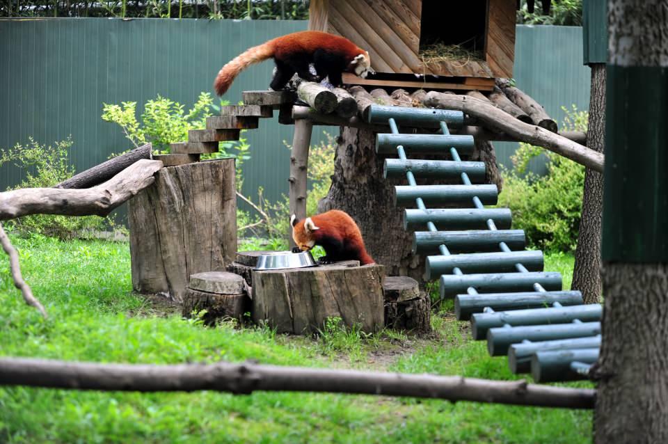 <p>Erkek panda, hayvanat bahçesindeki dişi pandanın yaşam alanına bırakıldı. Nesli tükenme tehlikesi altında olan kızıl pandaların burada çiftleşip, nesillerinin devamı hedefleniyor. </p>