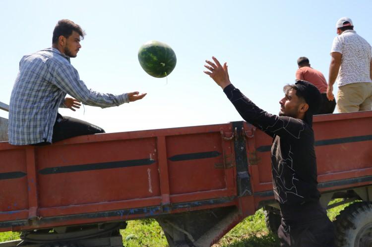 <p> İnşallah 1 hafta sonra hasat iyice hızlanır ve 45-50 gün burada iş olur. Sıcaklık etkiliyor, çok sıcak. Ekmek parası ama çalışmak zorundayız” dedi.</p>
