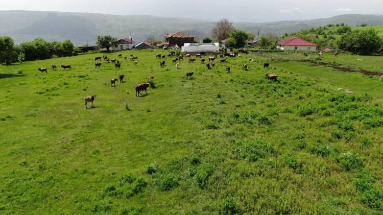 <p>Ceylan, hayvancılığın tarım yapma noktasında da katkısı olduğunu aktararak, “Hayvanların gübresini değerlendiriyoruz. Tarlamıza döktüğümüzde geri dönüş olarak katkı sağlıyor” dedi. Hayvancılığın ilk başlarda kendisini zorladığını kaydeden Ceylan, “Devletimizin yardımıyla sistemimizi kurduk.</p>