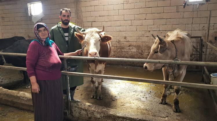 <p> İhlas Haber Ajansı (İHA) muhabirine konuşan genç çiftçi Yunuscan Ceylan, 2017 yılında faydalandığı proje çerçevesinde 6 hibe inek aldığını belirtti. Hayvan sayısını 75’e kadar yükselttiklerini ifade eden Ceylan, “Kurbanlık hayvan da yetiştiriyoruz, onun yanında buzağı üretimi de var. Bunun yanında peynir, süt ve tereyağı da yapmamız bize ek bir katkı sağlıyor” diye konuştu. </p>