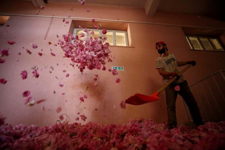 <p>Gülün çok hassas bir ürün olduğuna dikkati çeken Selçuk, "Gül çiçeğinin bölgedeki fabrikalarda işlenip ihraç edilmesiyle katma değeri artıyor. Yurt içinde de gül ürünleri büyük ilgi görüyor. Sabunundan kremine, şampuanından reçeline, kozmetik ve parfümeri sektörüne kadar yapılan ürünler Türkiye'nin bütün illerinde tüketiliyor. Gül bahçelerine yerli ve yabancı turistler de gelip fotoğraf çektiriyor." bilgisini verdi.</p>