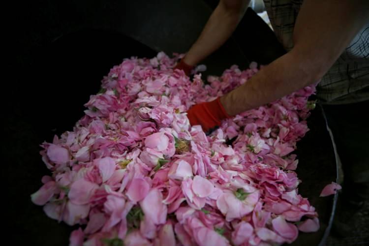 <p>"Günün şartlarına, çiçeğin erken ya da geç toplanmasına bağlı olarak değişmekle birlikte yaklaşık 4 ton çiçekten 1 kilogram yağ elde ediliyor. Gül yağı, parfümeri ve kozmetik sanayinin ham maddesi. Gül yağı olmadan parfüm formülasyonu oluşmuyor. Sektörün vazgeçilmez bir ham maddesi. Avrupa, Amerika ve Uzak Doğu ülkelerinin yanı sıra Körfez ülkelerine ihracat yapıyoruz. Gül yağının bir kilogramının ihracat fiyatı geçen yıl yaklaşık 9 bin avroydu. Stoklar bitmeye doğru ise bu fiyatlar 10 bin avroya çıktı. Bu yıl da fiyatların 10 bin avronun altında olacağını düşünmüyorum."</p>