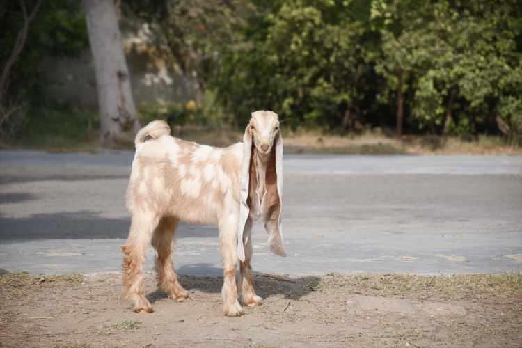 <p>Pakistan'ın Karaçi kentinde 2 ay önce doğan “Simbi” isimli yavru keçi yaklaşık 55 cm uzunluğundaki kulaklarıyla ilgi çekiyor. </p>
