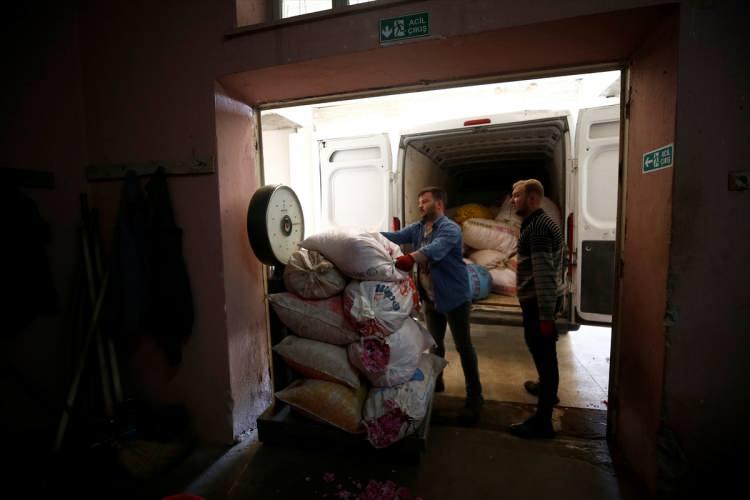 <p>- "REKOLTEDE YÜZDE 30 CİVARINDA KAYIP OLDU"</p>
<p>Gül, Gülyağı ve Yağlı Tohumlar Tarım Satış Kooperatifler Birliği (GÜLBİRLİK) Genel Müdürü Hasan Çelik, AA muhabirine, Isparta'da yetişen gülün, Şam kökenli bir tür olduğunu söyledi.</p>