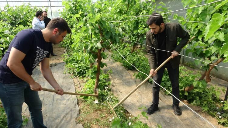 <p>45 derecelik açılarla dikilen karadutlar sezon boyunca yatırılarak üretimin artması sağlandı. Daldırma yöntemi adı verilen bu yetişme şeklinde üretimin arttığını belirten Tokat Gaziosmanpaşa Üniversitesi Ziraat Fakültesi Meyve Yetiştirme ve Islahı Anabilim Dalı'ndan Doç. Dr. Onur Saraçoğlu, "Bu görmüş olduğunuz alan bizim üzümsü meyveler fidan üretim parselimizdir.</p>
