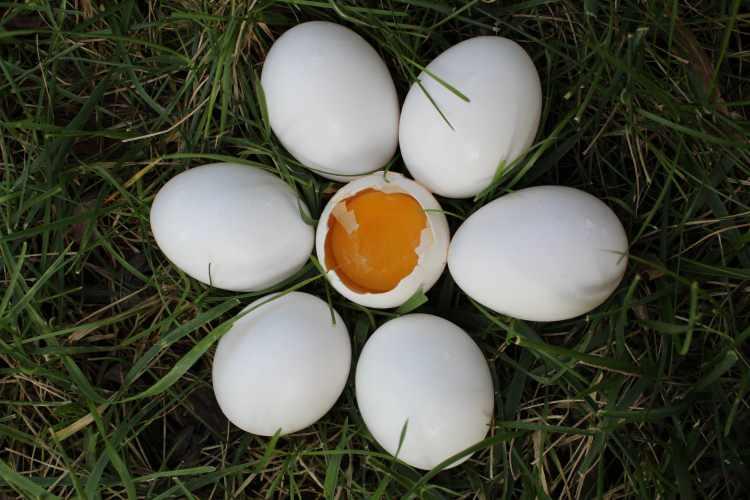 <p><strong>Öncelikle bahçenizde veya saksınızda bitkinizi ekmeye karar verdikten sonra çiğ olan yumurtayı toprağa koyup üstüne biraz toprak serpin.</strong></p>
